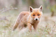焦糖沫采集到Fox〔狐狸〕