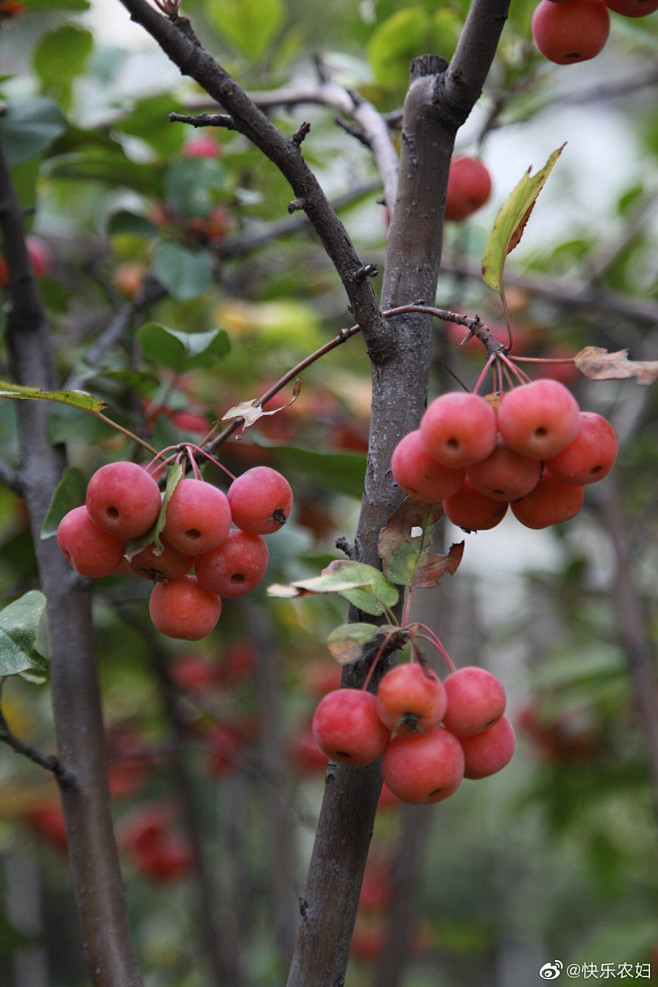 冬天结红果的观赏树图片
