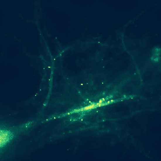 1 photo.renren.com 杨思淼采集到动态图科普  1  采集 photo.