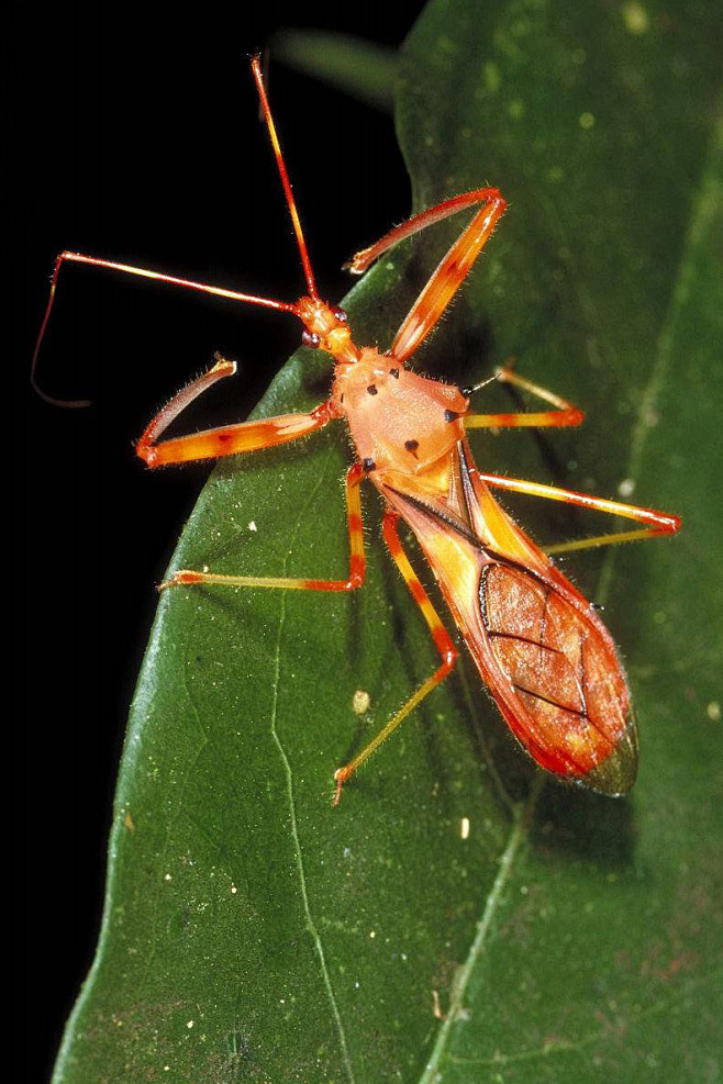 半翅目显角亚目猎蝽科猎蝽