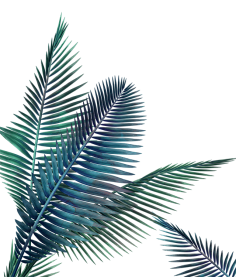 油炸大蜗牛采集到植物素材