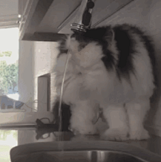 小妖Sika采集到可爱GIF