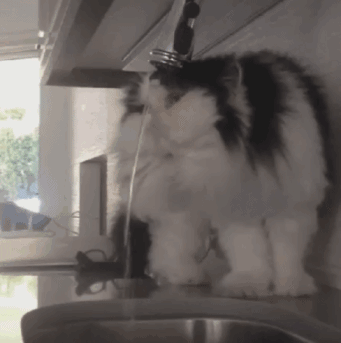 小妖Sika采集到可爱GIF