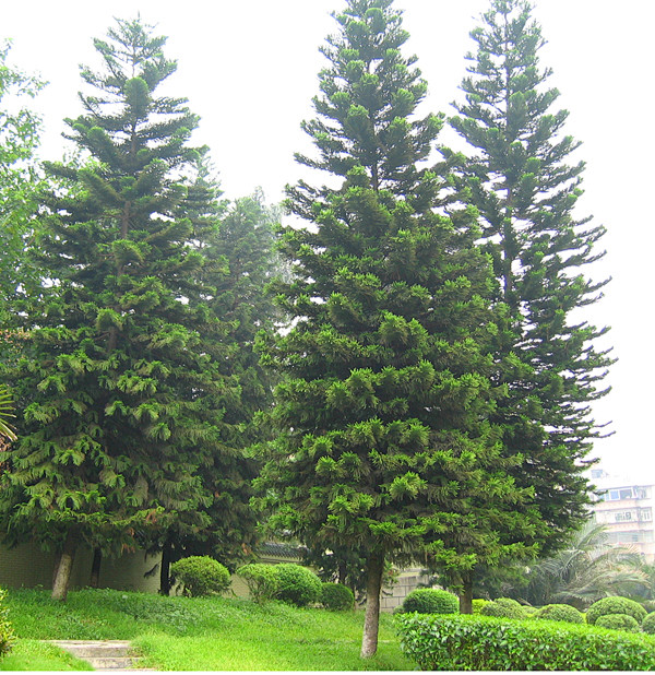 杉树品种图片