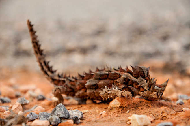 thornydevil