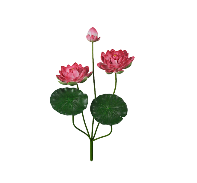 荷花素材莲花素材