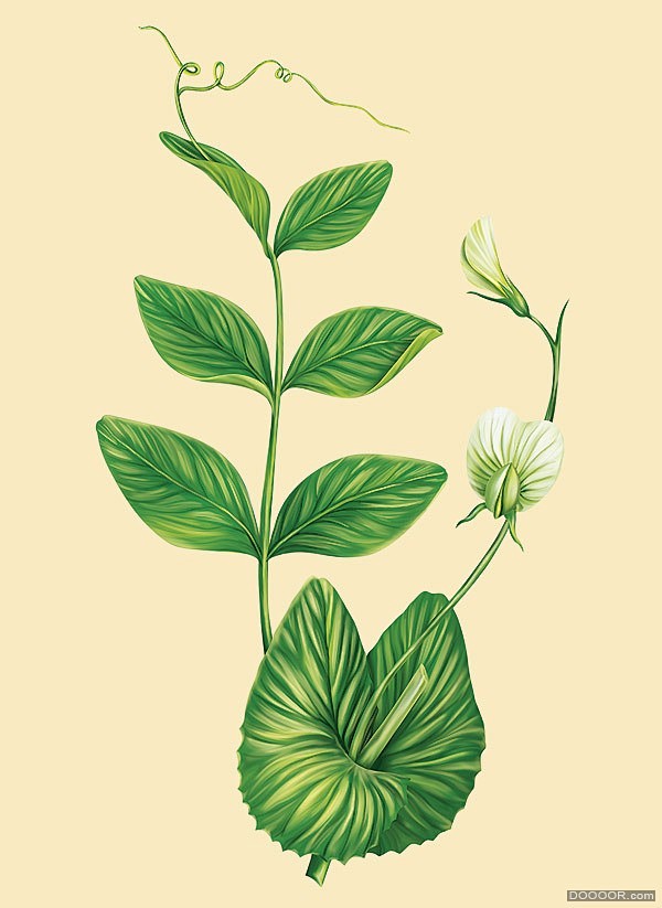 luna25怀旧风格绿色植物商业插画43p美术插画