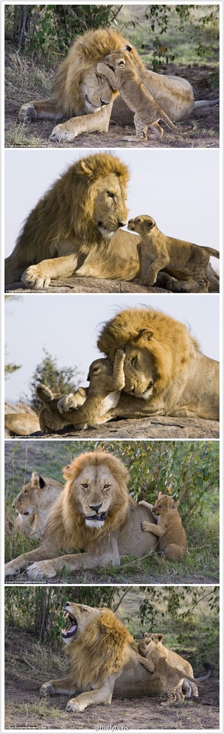 miffyboris小狮子和狮子爸爸