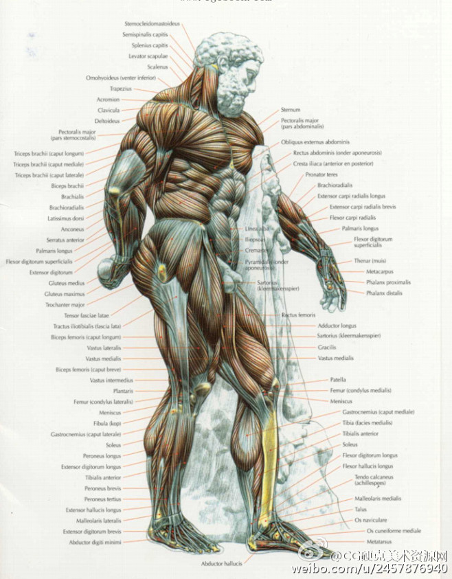 让你画的人体不再是单纯的几何形体摆动,而是互相影响的肌肉结构整体