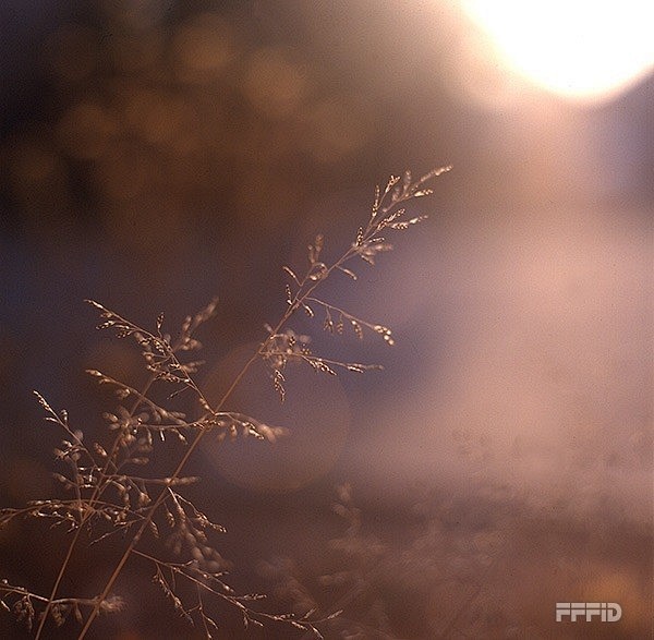 【记忆中的歌词】你的多情出卖我的爱情,赔了