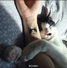 MintCAT采集到tattoo