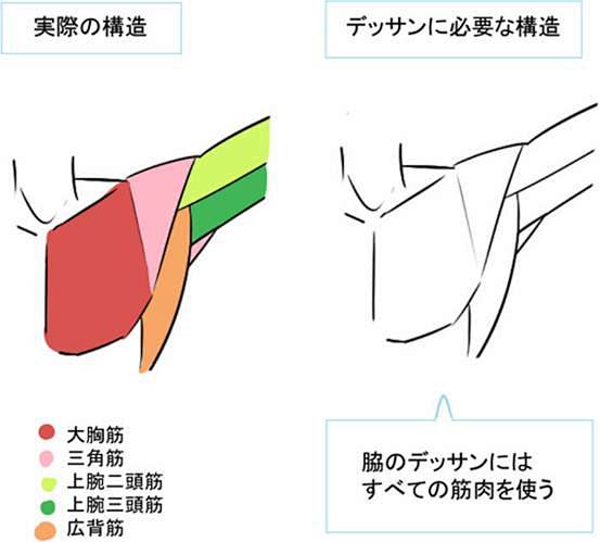 【gad翻译馆】简单介绍肌肉与骨骼!腋下与手肘的画法