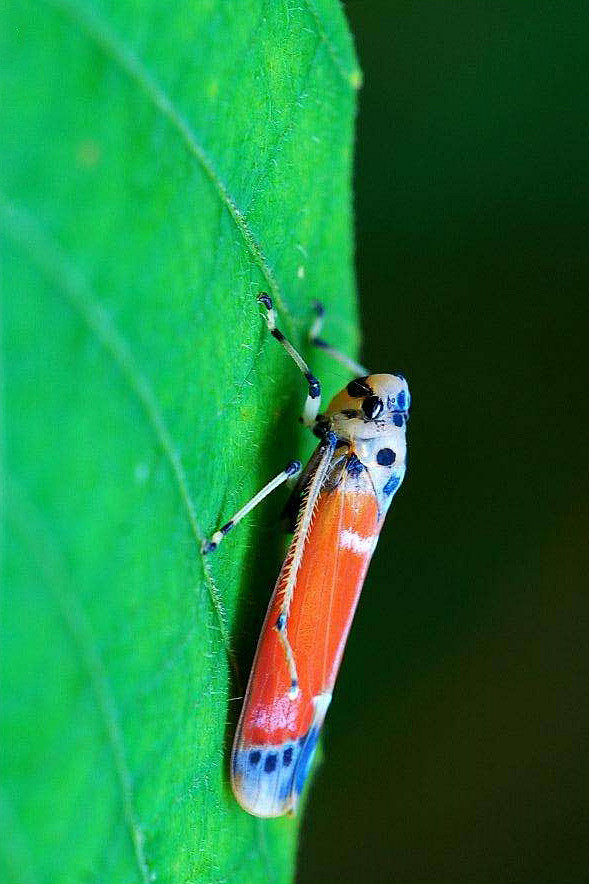 11:02:34同翅目·蜡蝉科·蜡蝉属:蜡蝉昆虫零度收藏该采集也在以下