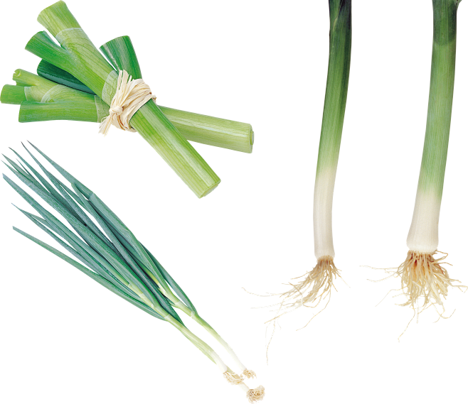 Leek PNG