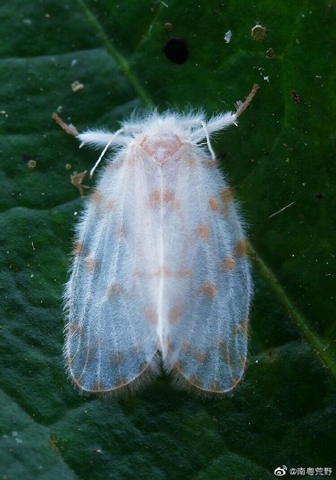 毛绒绒的蛾子