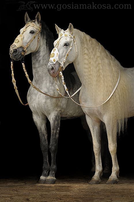 白马当然就更难不过在安达卢西亚马阿拉伯马吉普赛马都能看到这样的马