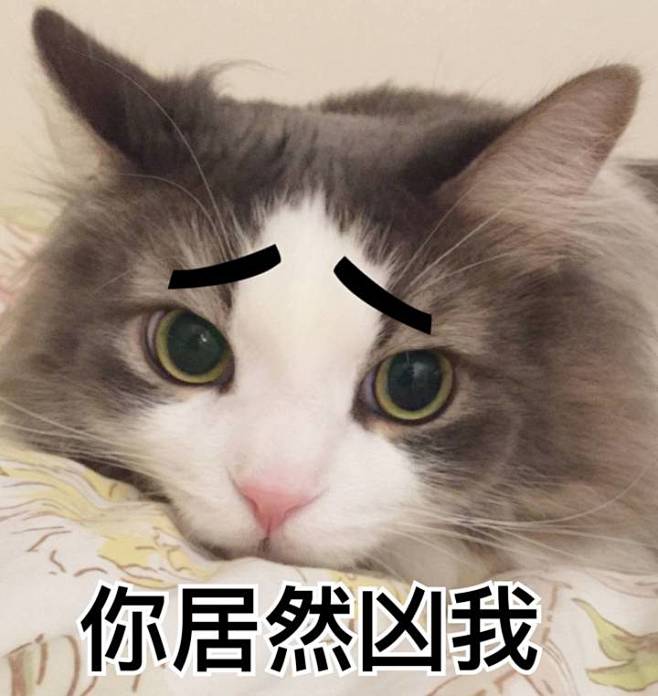 猫咪表情包