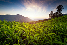 南栀惜沫采集到素材◈森林背景