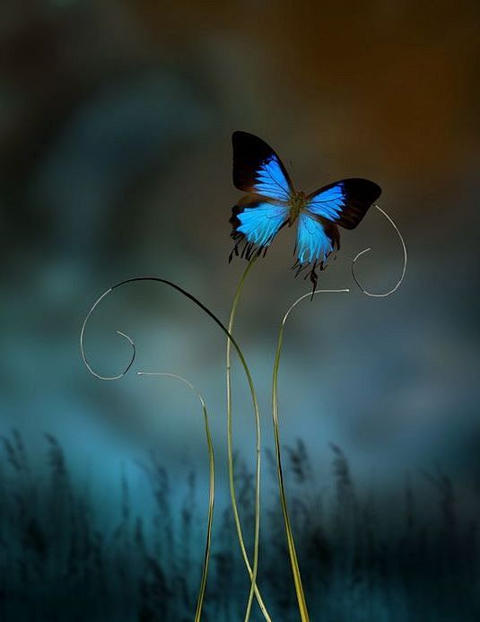 蝴蝶唯美伤感图片