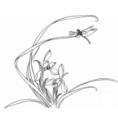 com 兰花白描底稿工笔画线描底图国画