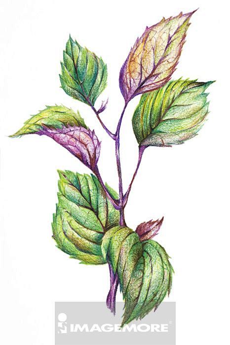 呆亨从素一同学转采于2018-07-05 15:12:27紫苏,中药,插画手绘呆亨同