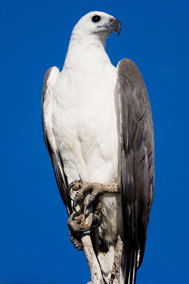 形目·鹰科·海雕属:白腹海雕鸟细雨酥风该采集也在以下画板加载更多