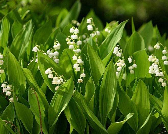 4铃兰2百合科草玉铃属铃兰属秋植球根园林用途林下地被花境岩石园盆栽
