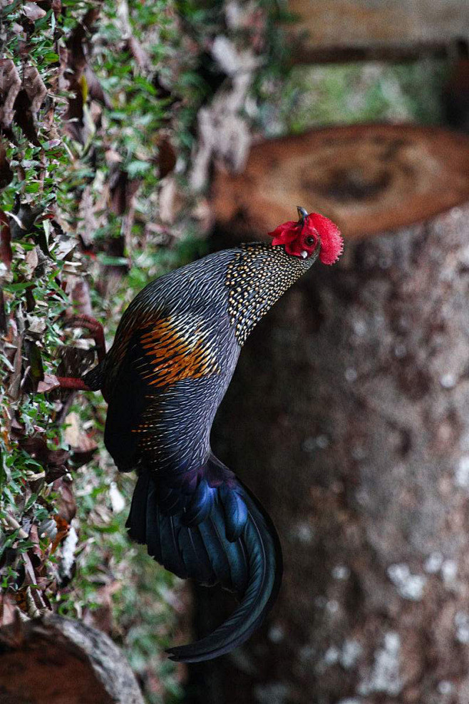 鸡形目雉科原鸡属灰原鸡雄