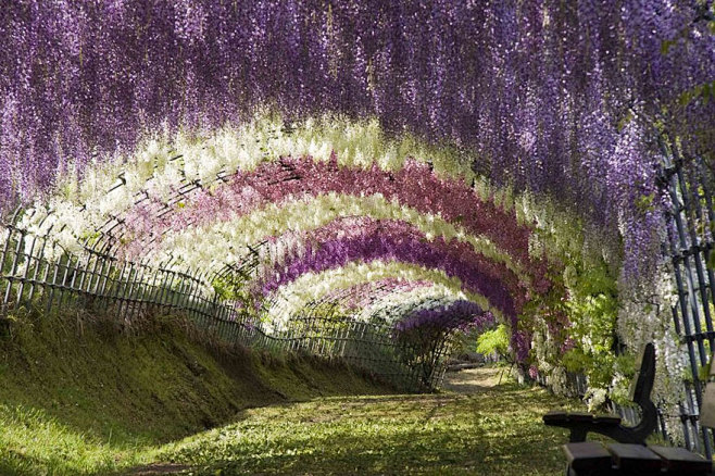 紫藤花隧道日本