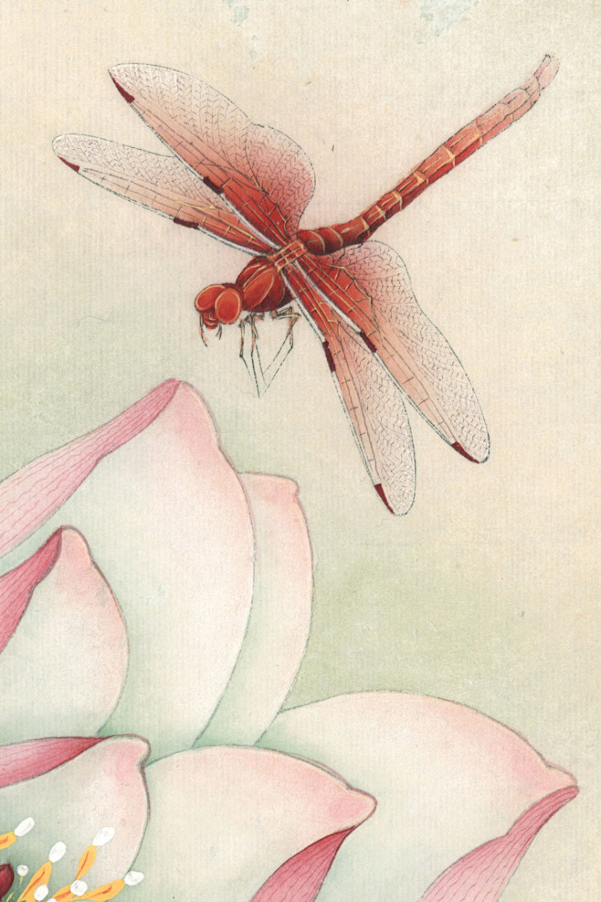 欣赏李晓明工笔荷花作品重绘十里莲塘