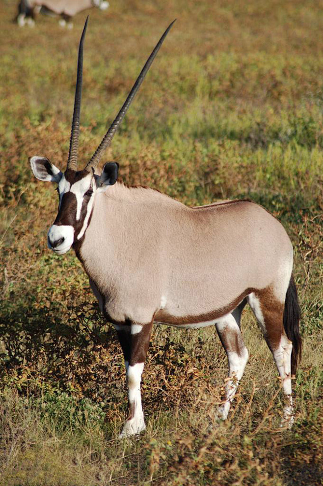 偶蹄目牛科马羚亚科阿拉伯剑羚