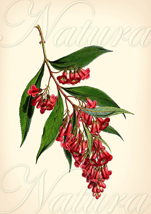 ameliacullernameliacullern花卉草木插画