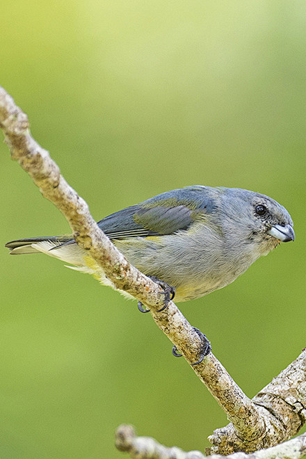 雀形目燕雀科歌雀属牙买加歌雀