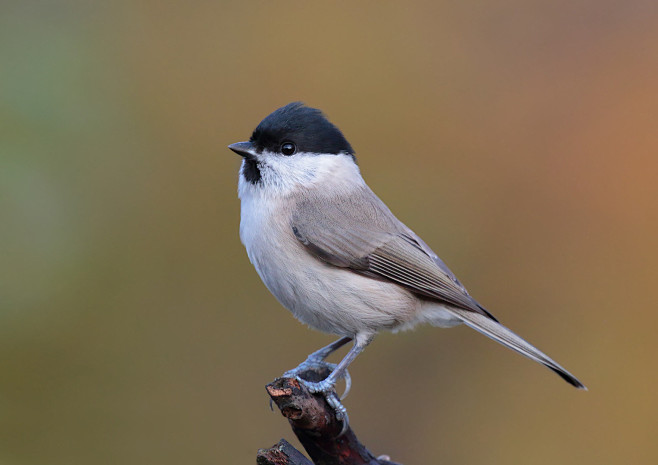 沼泽山雀paruspalustris雀形目山雀科山雀属