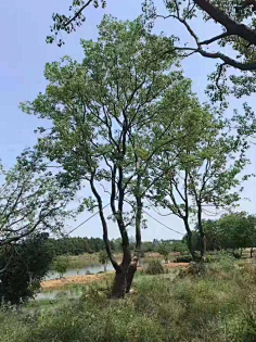 植物设计-花瓣网|陪你做生活的设计师 丛生乌桕