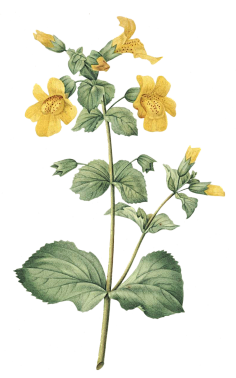 等阿莱采集到花卉