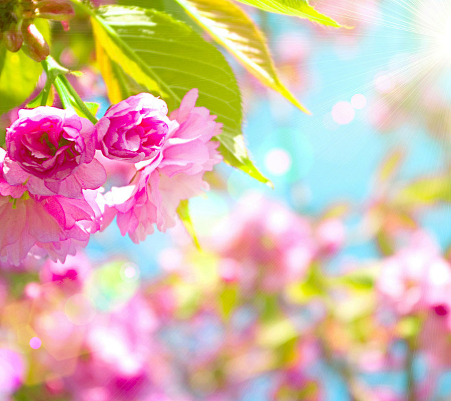 粉红枝头阳光花瓣花开花落花朵盛开绽放开花植物鲜花背景