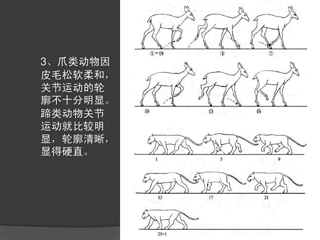 动画运动规律动物