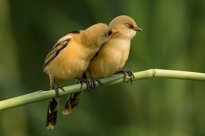 文须雀panurusbiarmicus雀形目文须雀科文须雀属