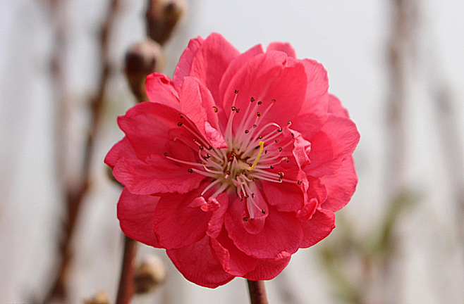 桃花圖片