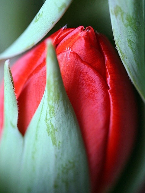 tulip