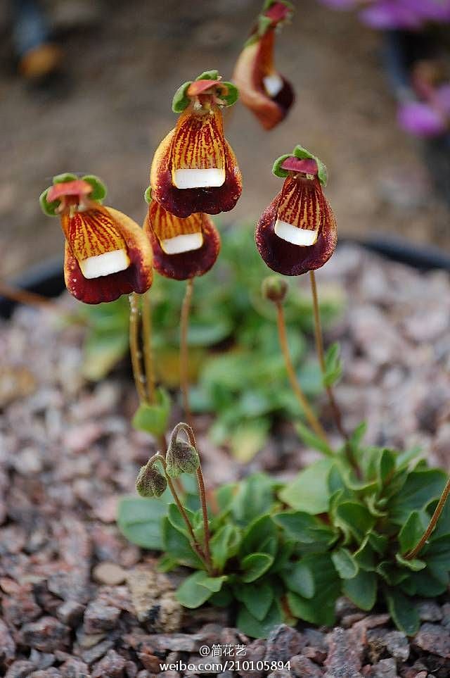 野生老布袋花达尔文蒲包花外国野生花朵配文南美洲植物有舌头一样的花