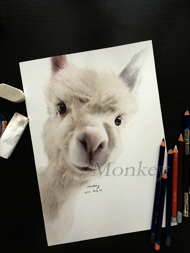 羊驼先生彩铅手绘插画宠物