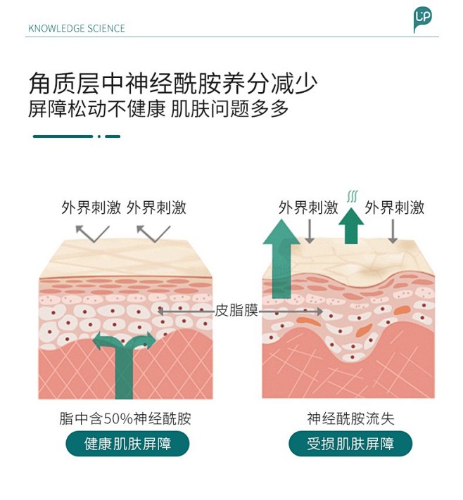 神经酰胺图2