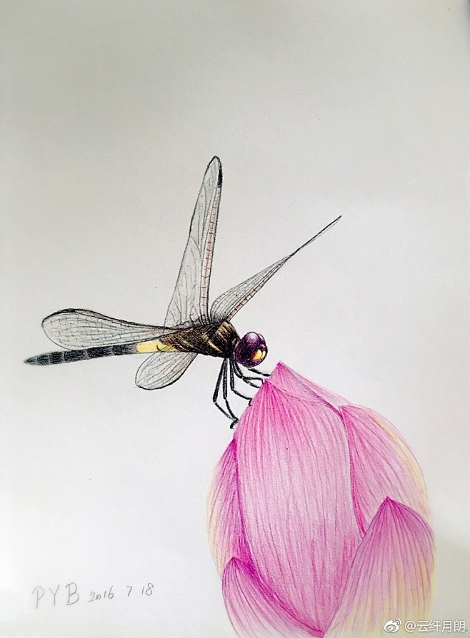 荷花蜻蜓图彩铅图片