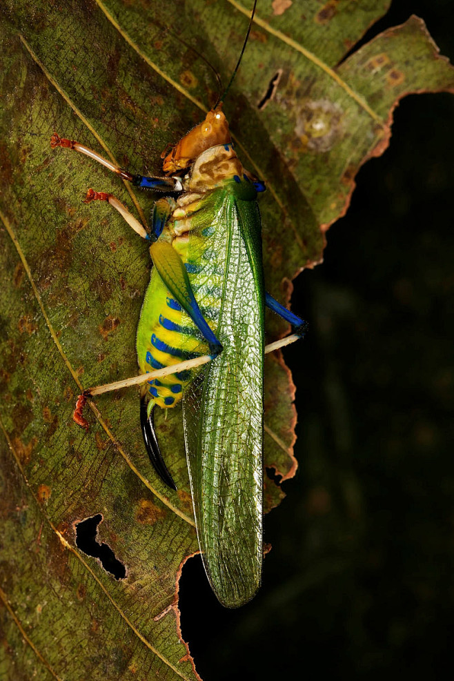 直翅目螽亚目螽斯总科螽斯