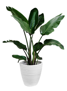 无e不设采集到植物
