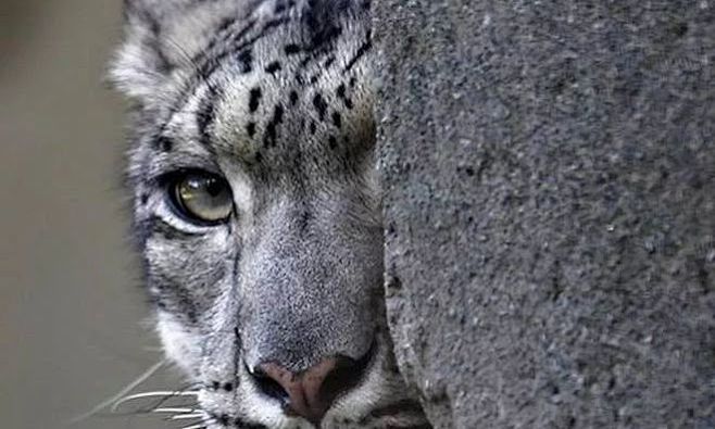 雪豹猫科豹属下的一种动物百度百科