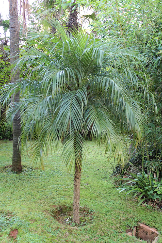 aib热作系园林三班采集到植物搭配  1 美丽针葵 (3) 1