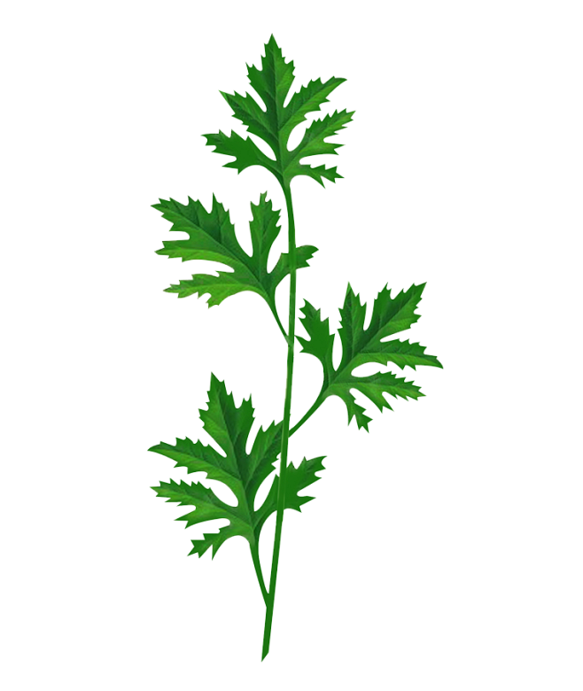 艾草png